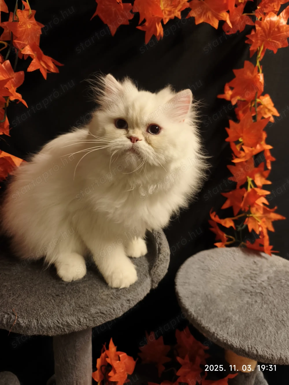  Perzsa cicák,kis doromboló csodák minden luxussal új szolgálót keresnek