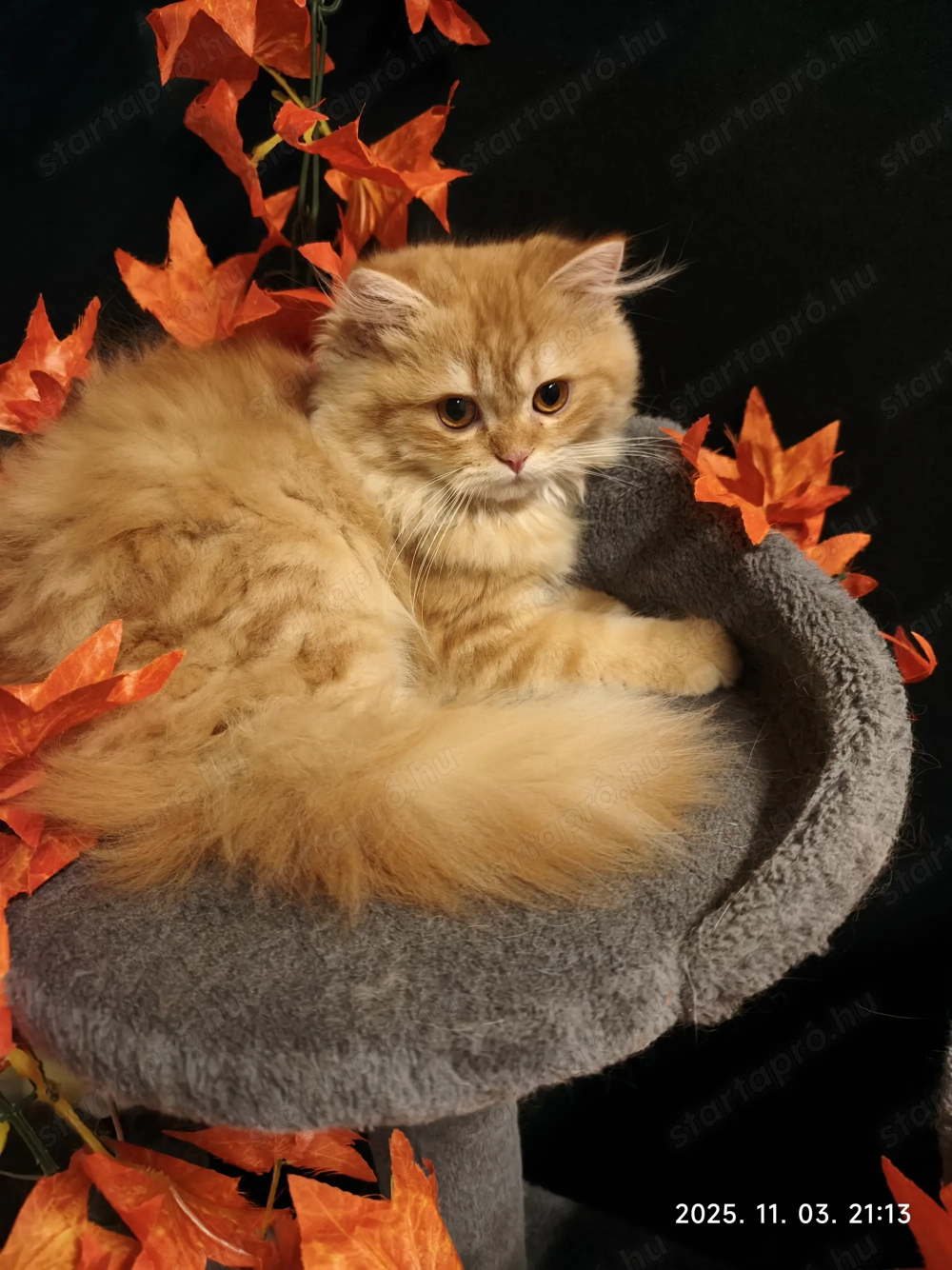 Perzsa cica luxus lakosztályt keres