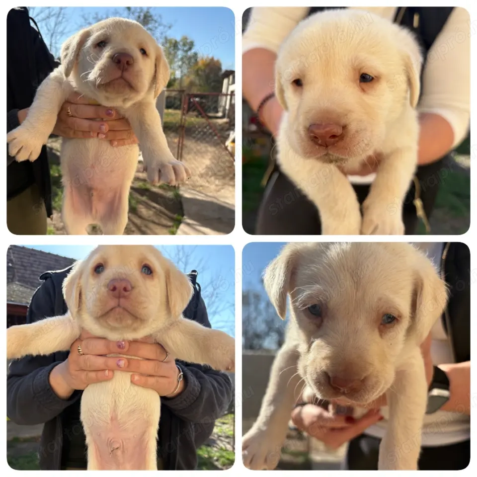 Labrador Kan Kiskutya