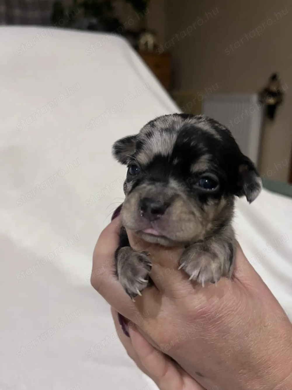 Eladó pici méretű csivava