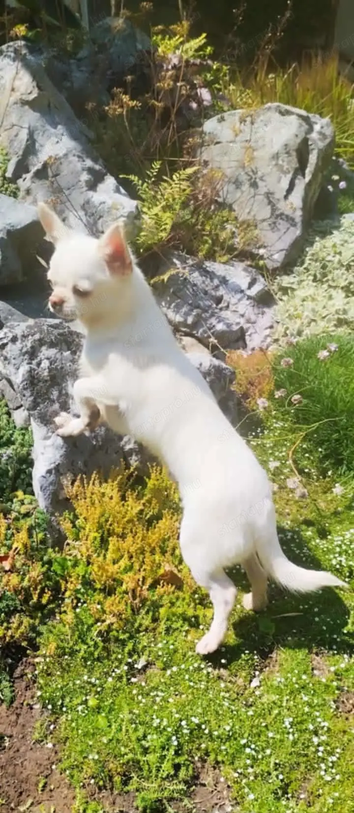 Kiállításokra, tenyésztésre is alkalmas csivavák