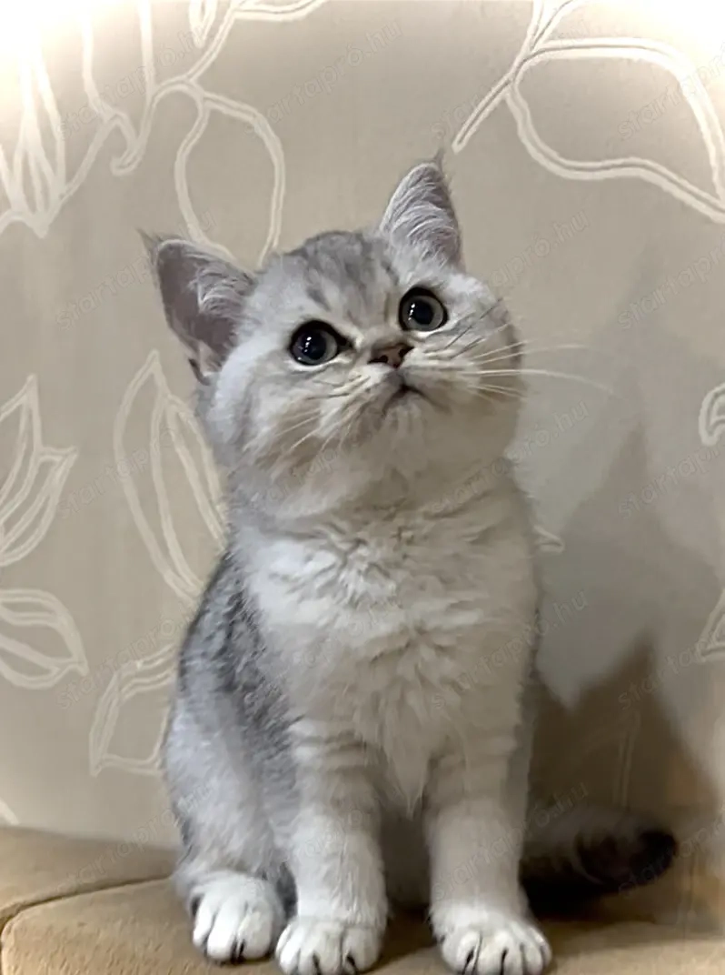 Skót cicák tenyésztőtől