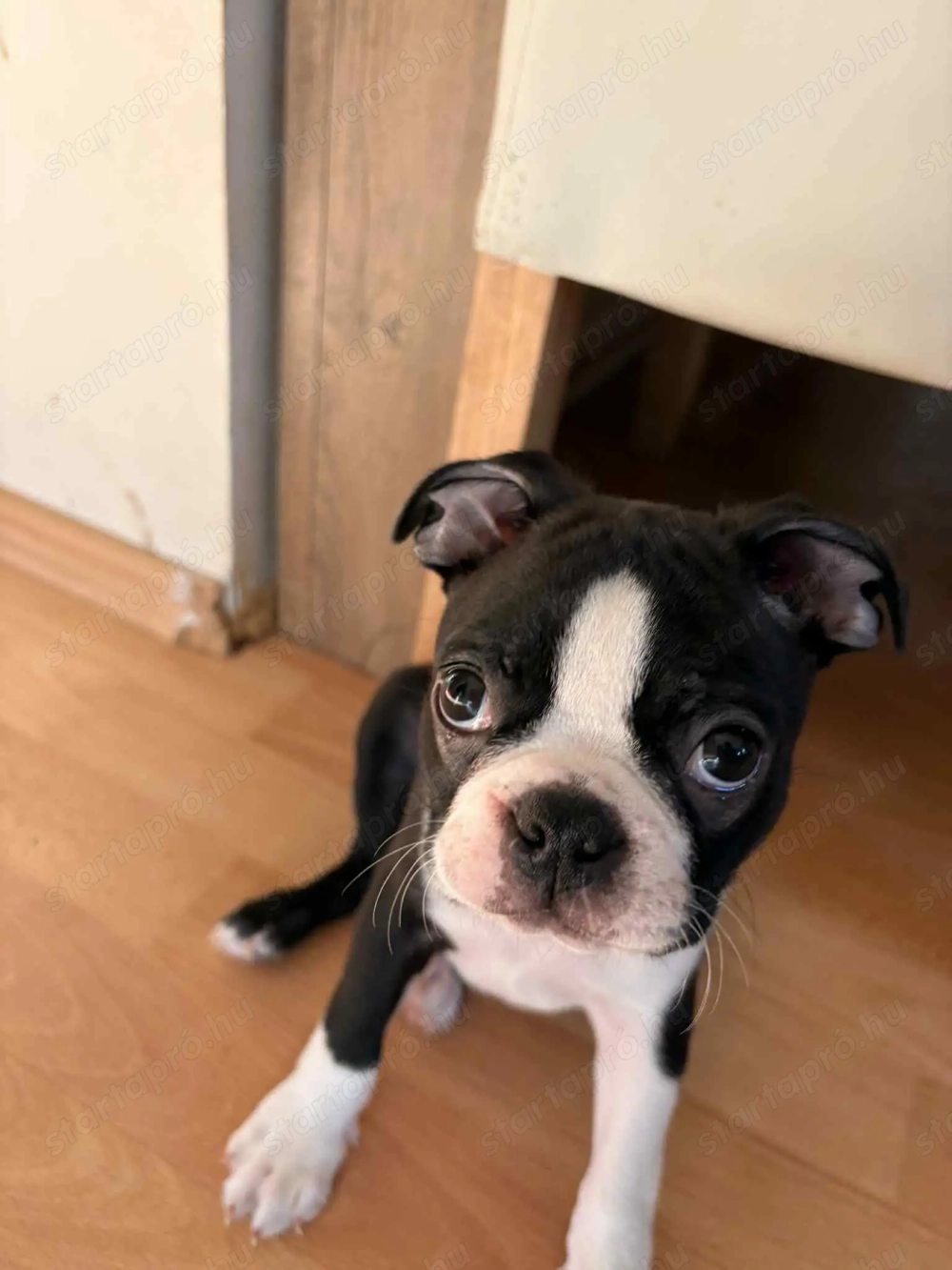 Boston terrier fajtiszta kiskutyák keresik álomgazdijukat