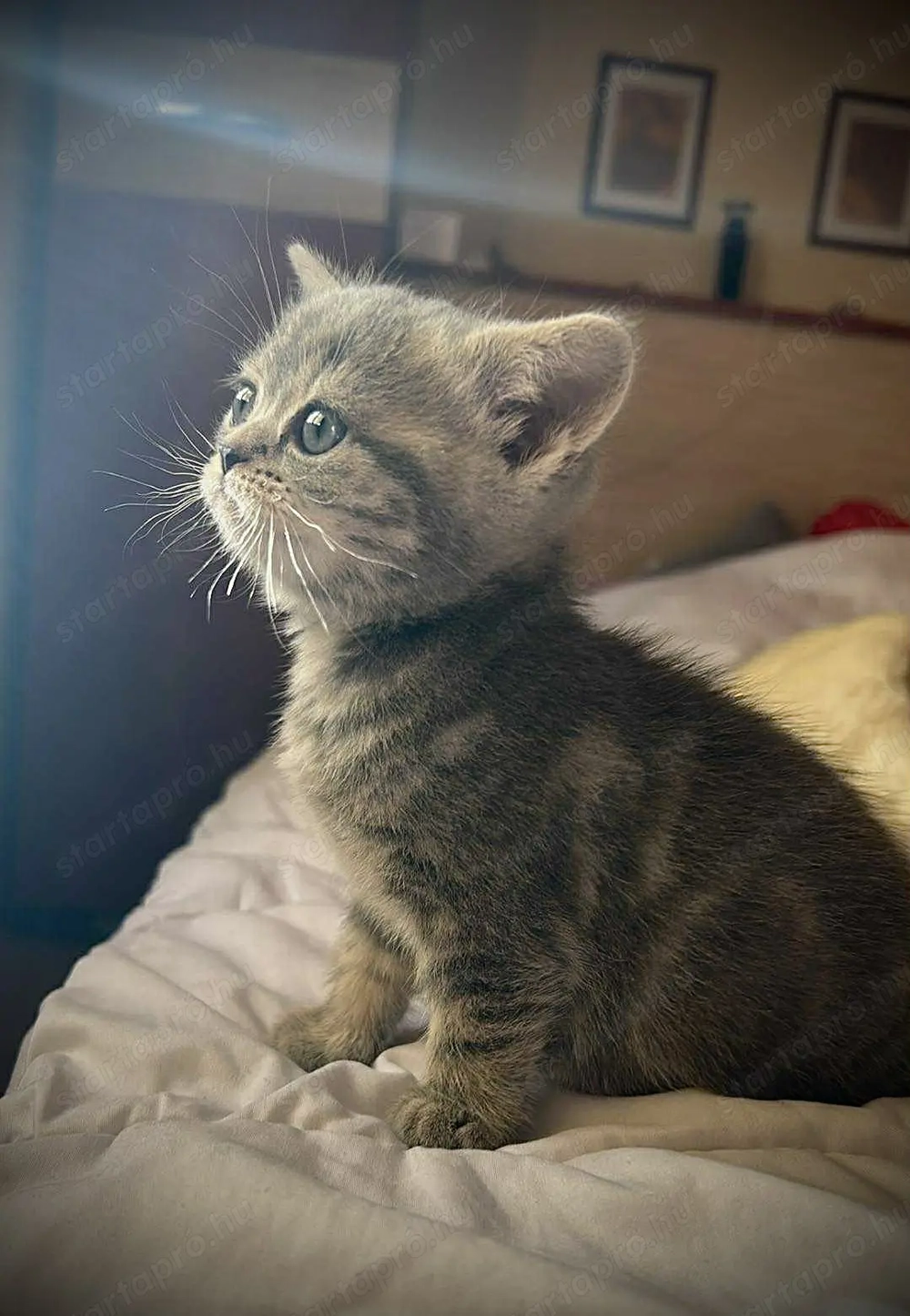 Kék-arany Brit kislány tenyésztőtől