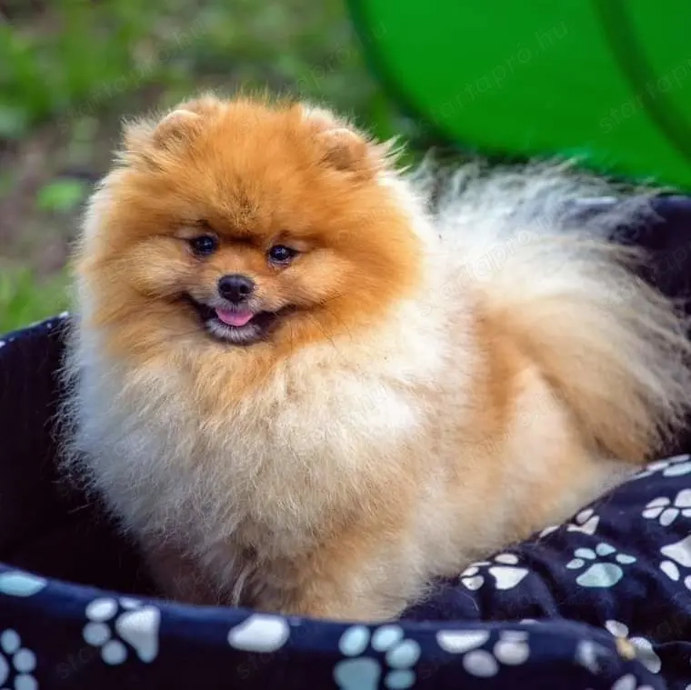 pomerániai törpespitz fedező kanok 