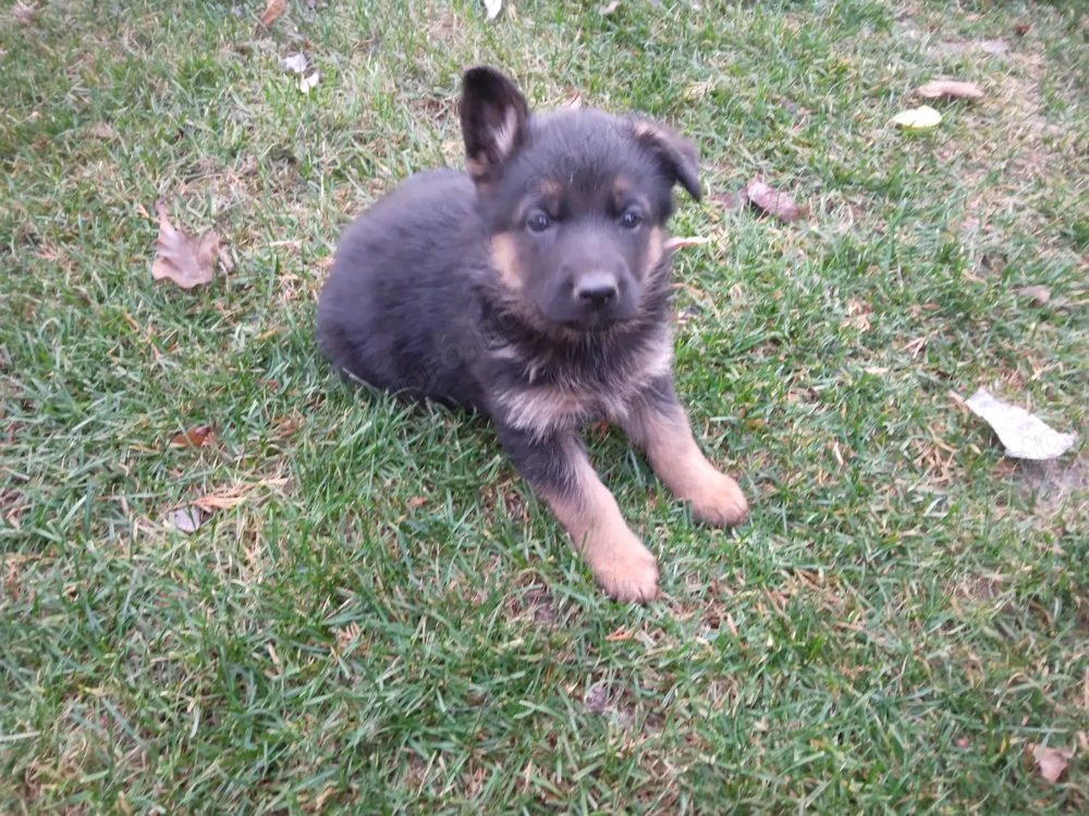 Német juhász kölyökkutya eladó