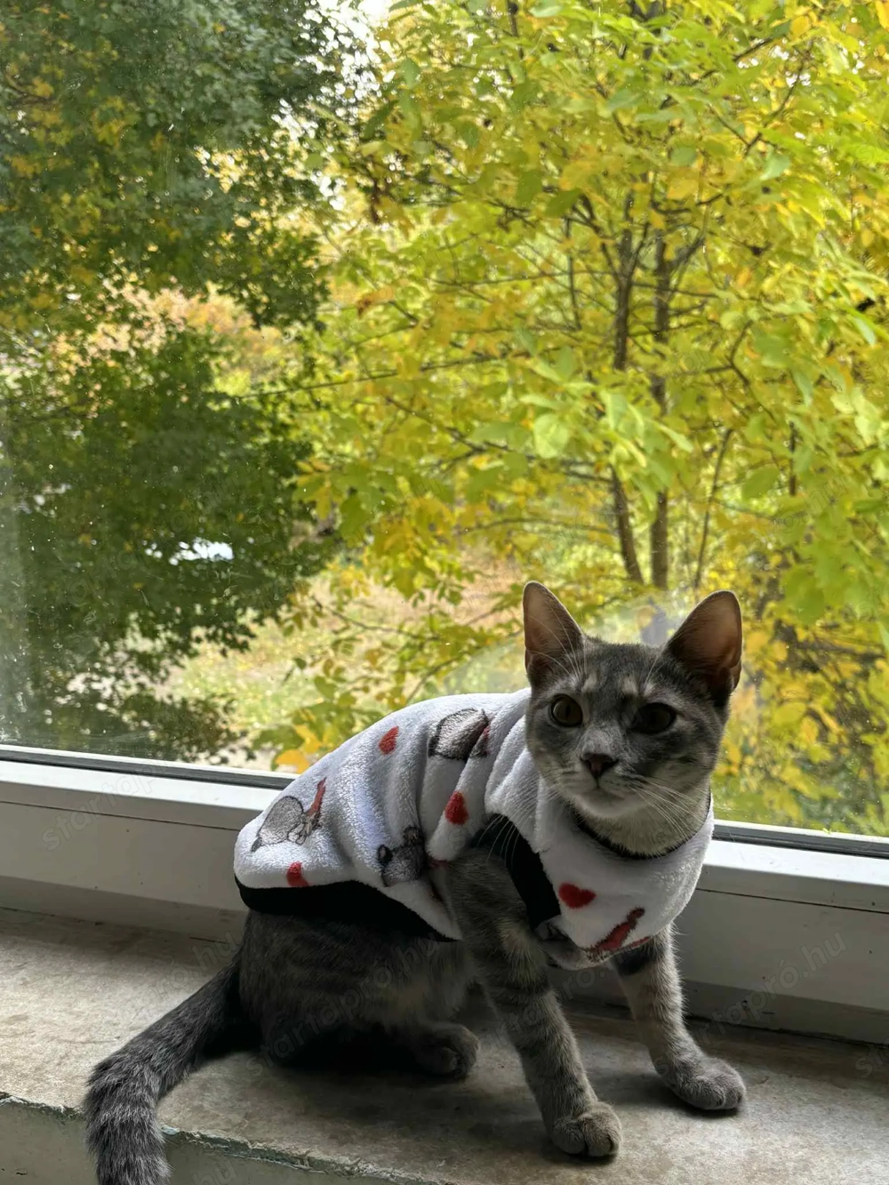 Ingyen elviheto cicak