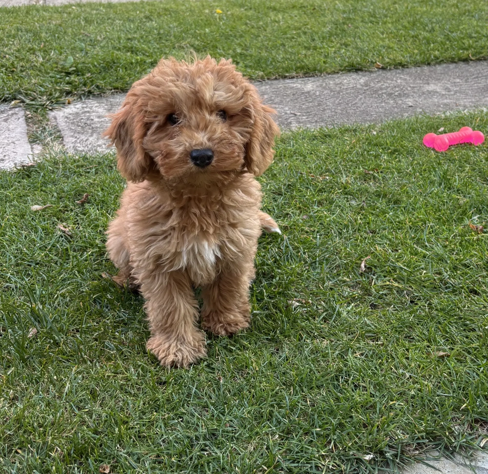 Törpe uszkár kisfiú gazdiját keresi 