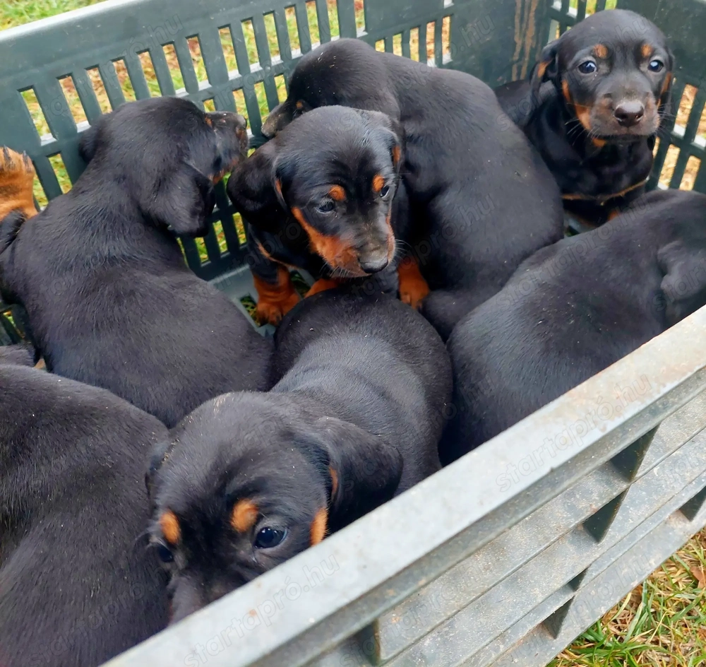 Tacskó kiskutyák eladók