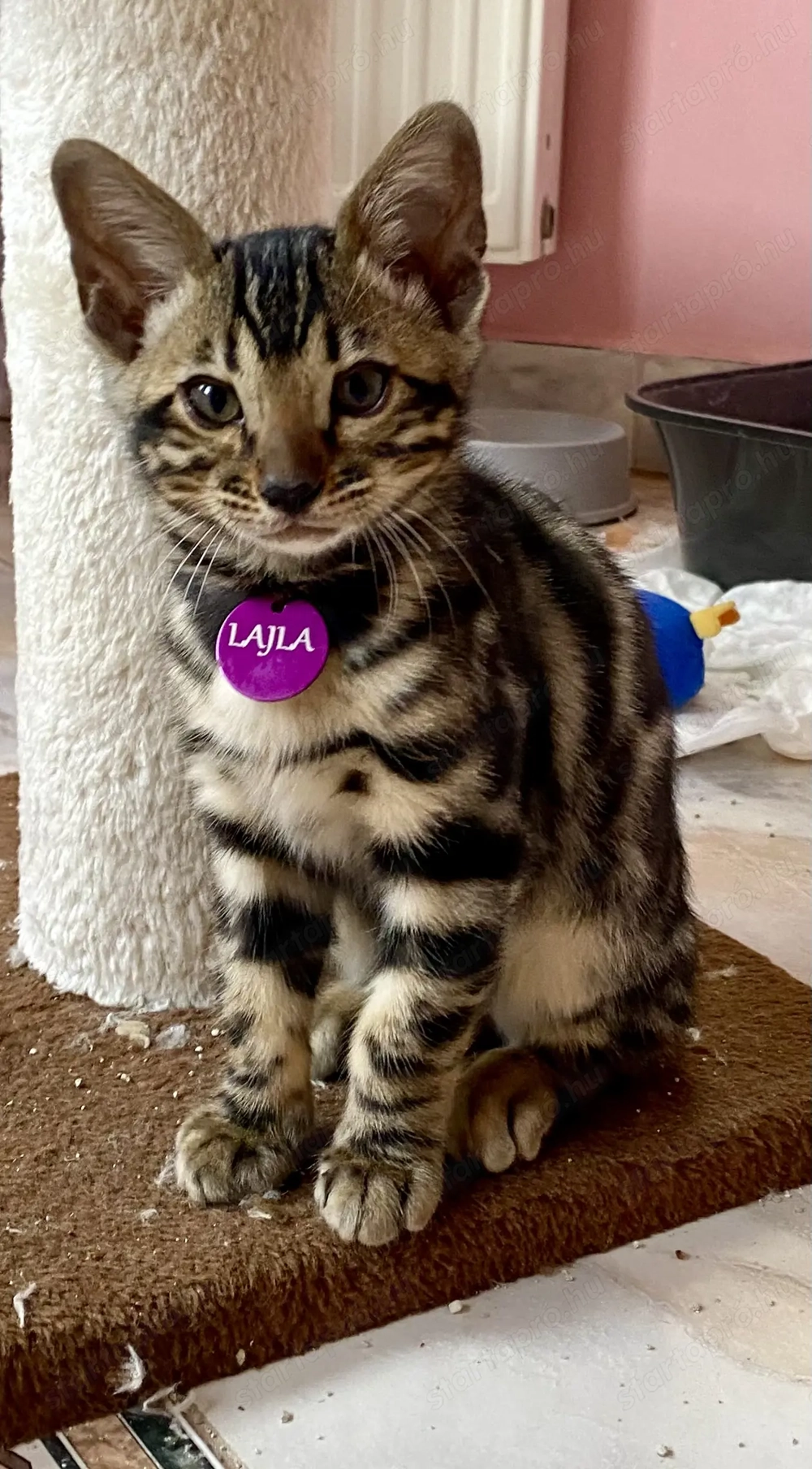 Törzskönyvezett Bengáli macska gazdit keres
