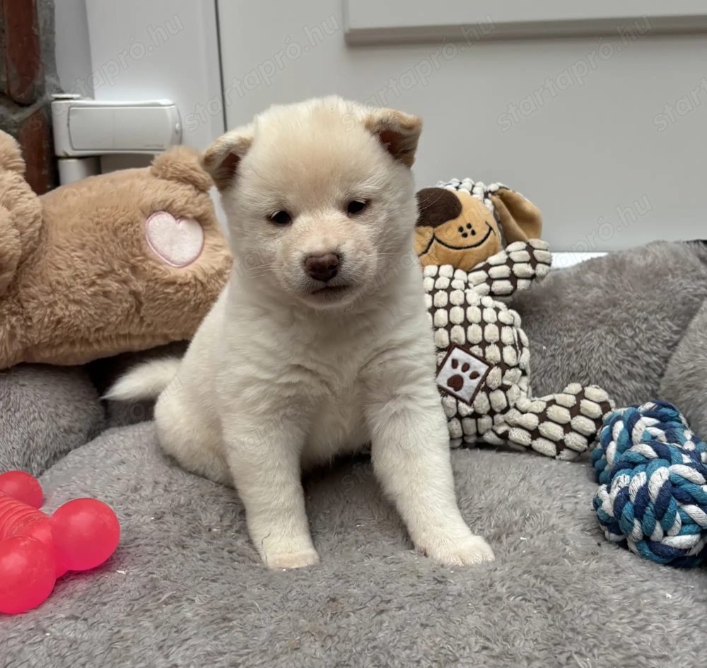 Shiba inu krém kislány gazdiját keresi 