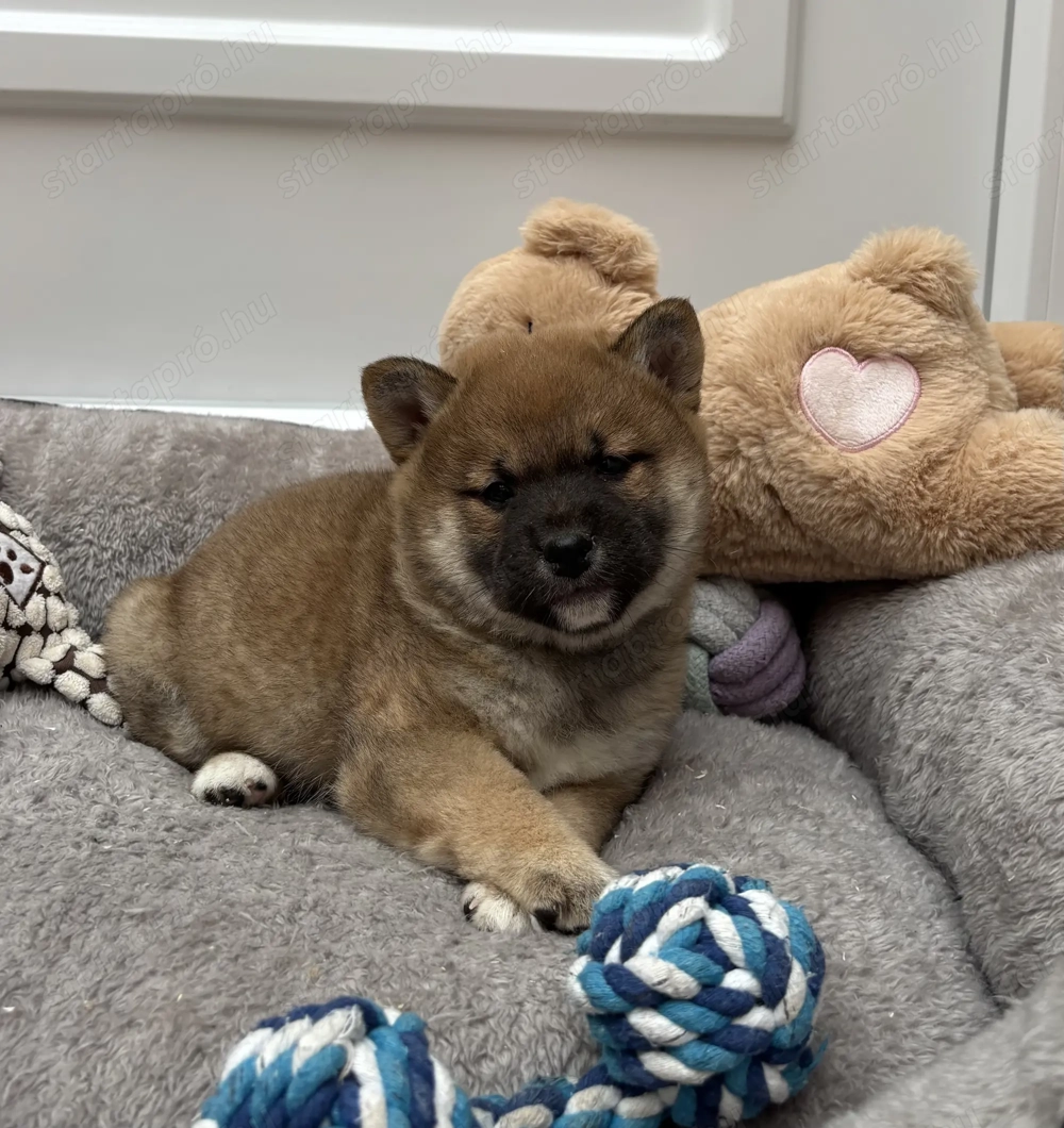 Shiba inu vörös kislány gazdiját keresi 
