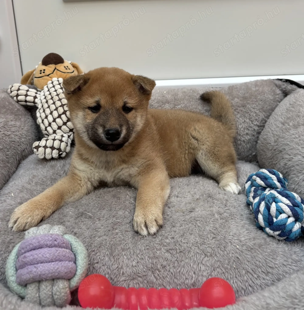 Shiba inu vörös kisfiú 