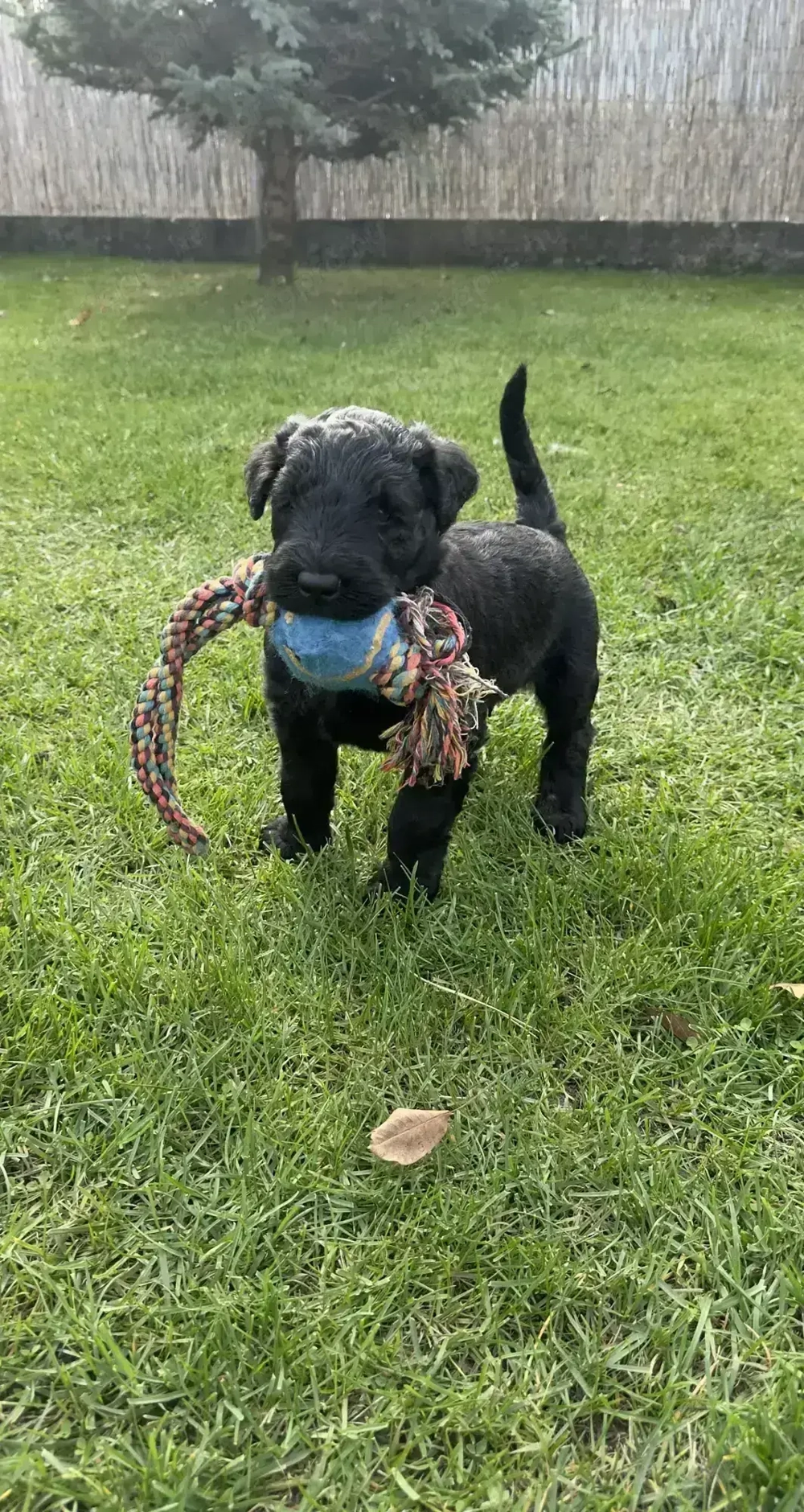 Óriás schnauzer kiskutyák