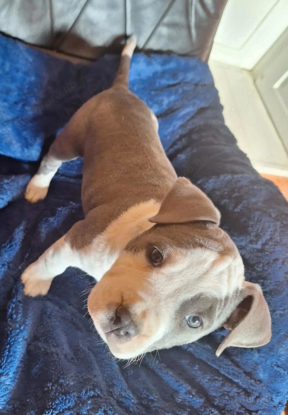 Eladó staffordshire terrier