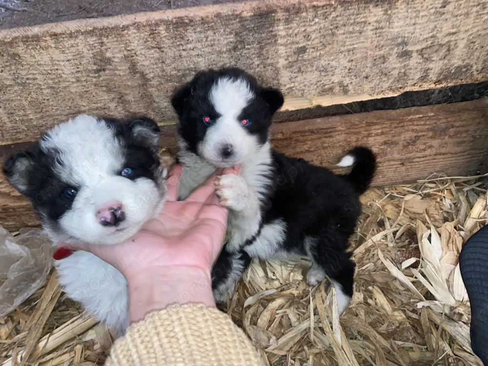 Border collie kiskutyák