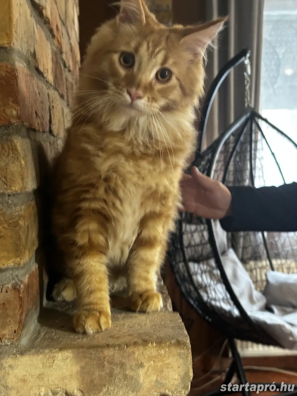 Maine coon fiú.