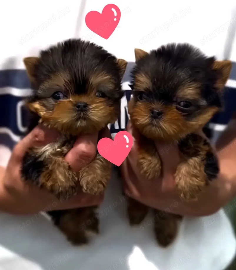 Extra mini yorkshrie terrier kölykök szuk k 