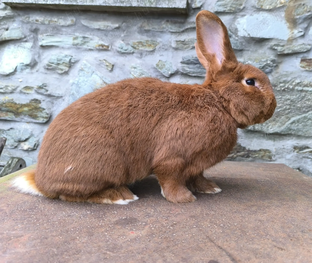 Újzélandi vörös bak nyúl 