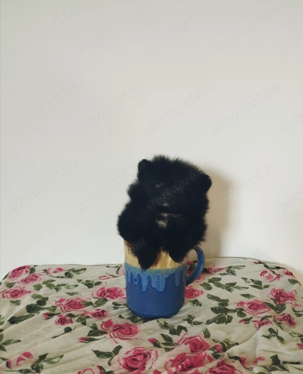 Extra mini Pomerániai törpe spicc kislány 