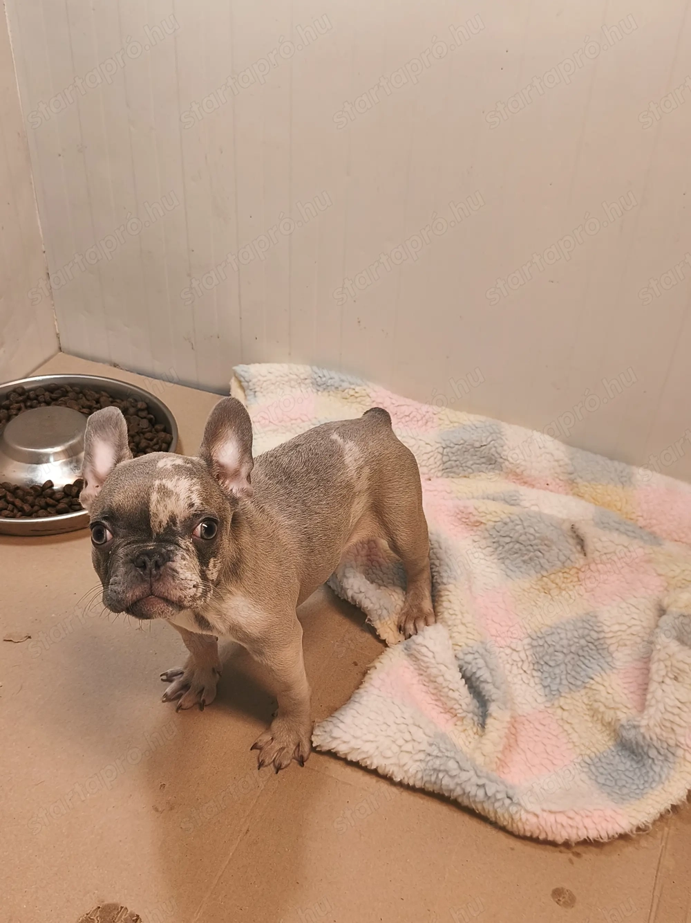 Francia bulldog kisfiú blue merle színű 