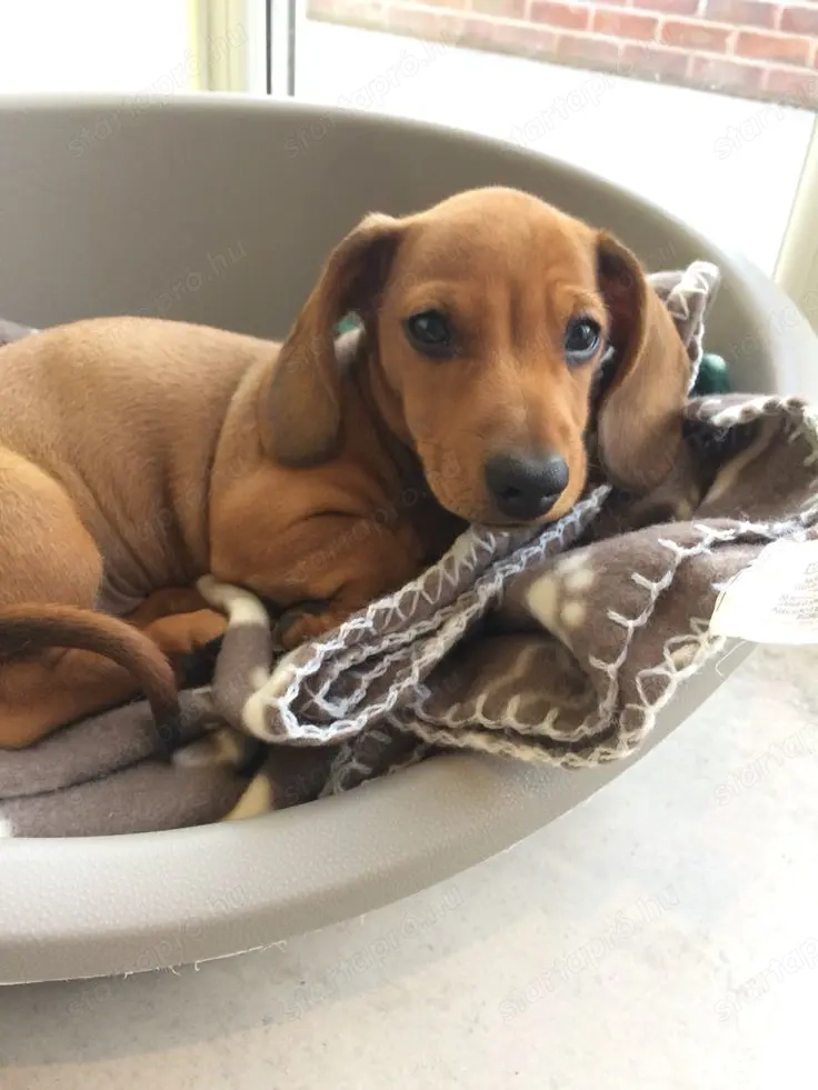 Tacskó kölykök eladók 