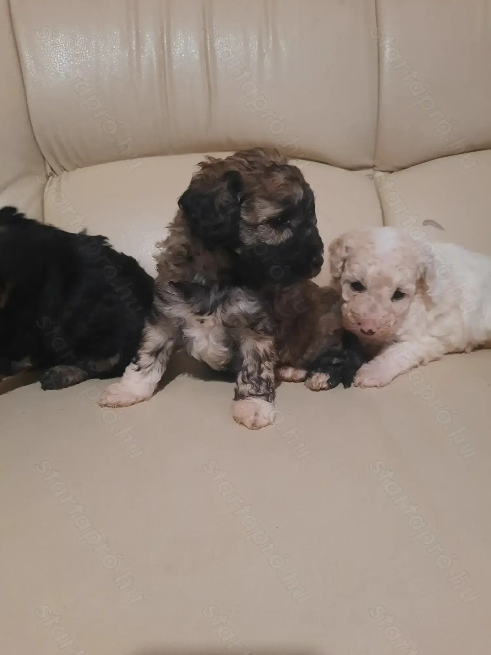 Törpe uszkár kiskutyák 