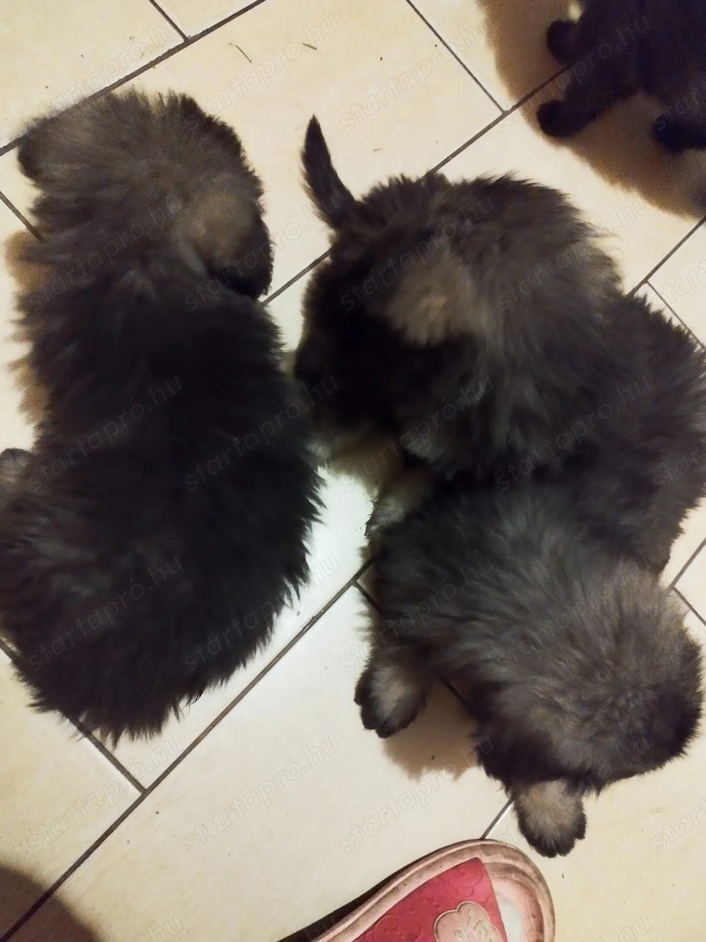 Kiskutyák máshol futkároznának.