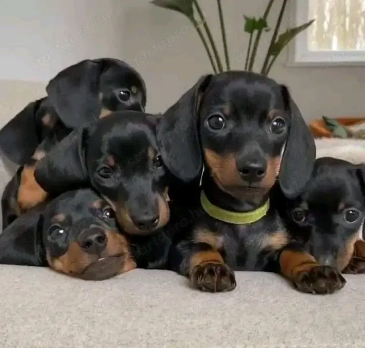 Törpe tacskó kölykök 