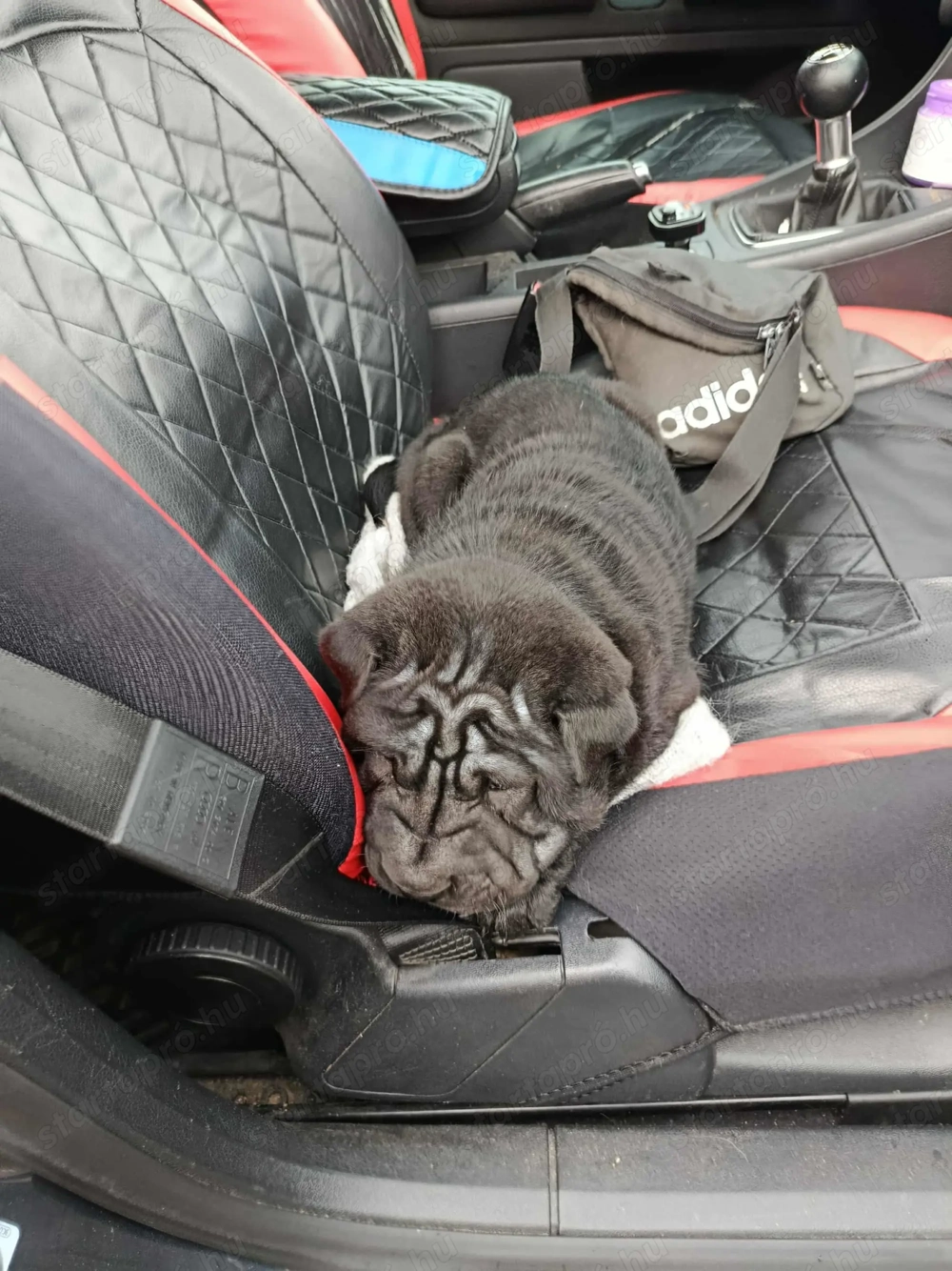 Elado fajtiszta sharpei kis kutya 6 hetes mult