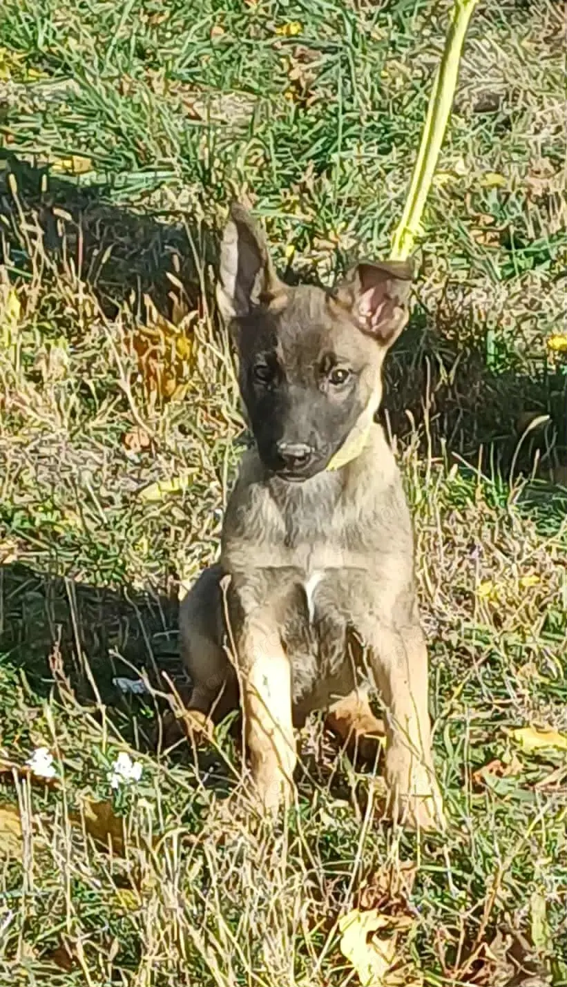 Német juhász jellegű kislány szerető gazdit keres 