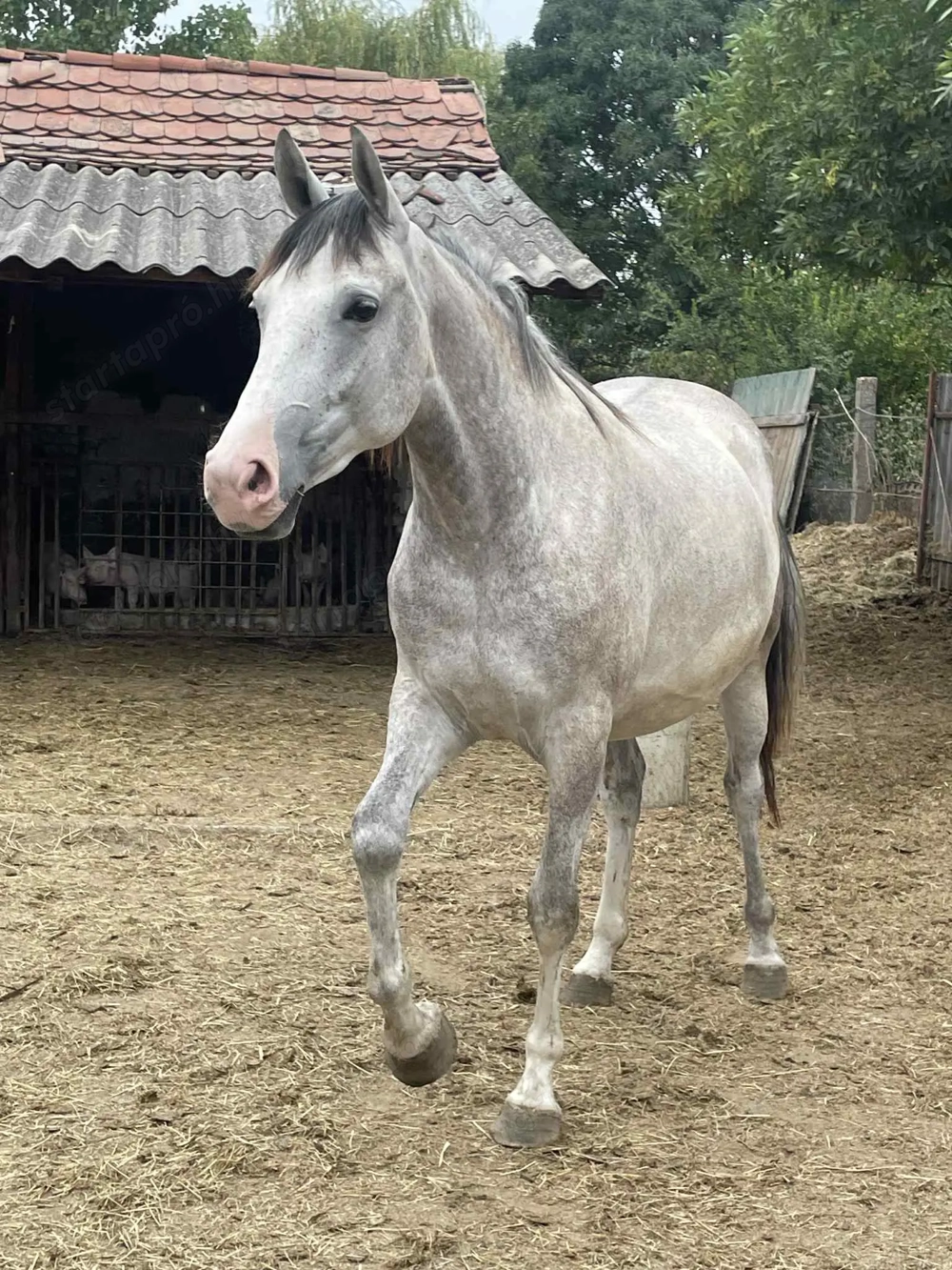 Kanca csikó 2,5 éves 