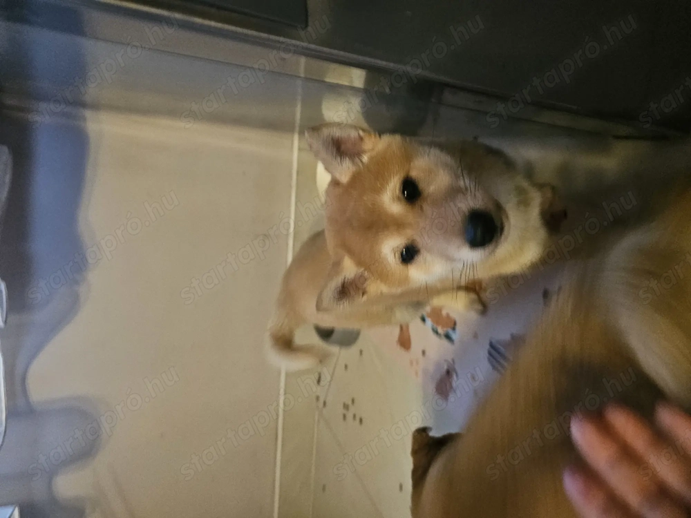 Shiba Inu kölykök