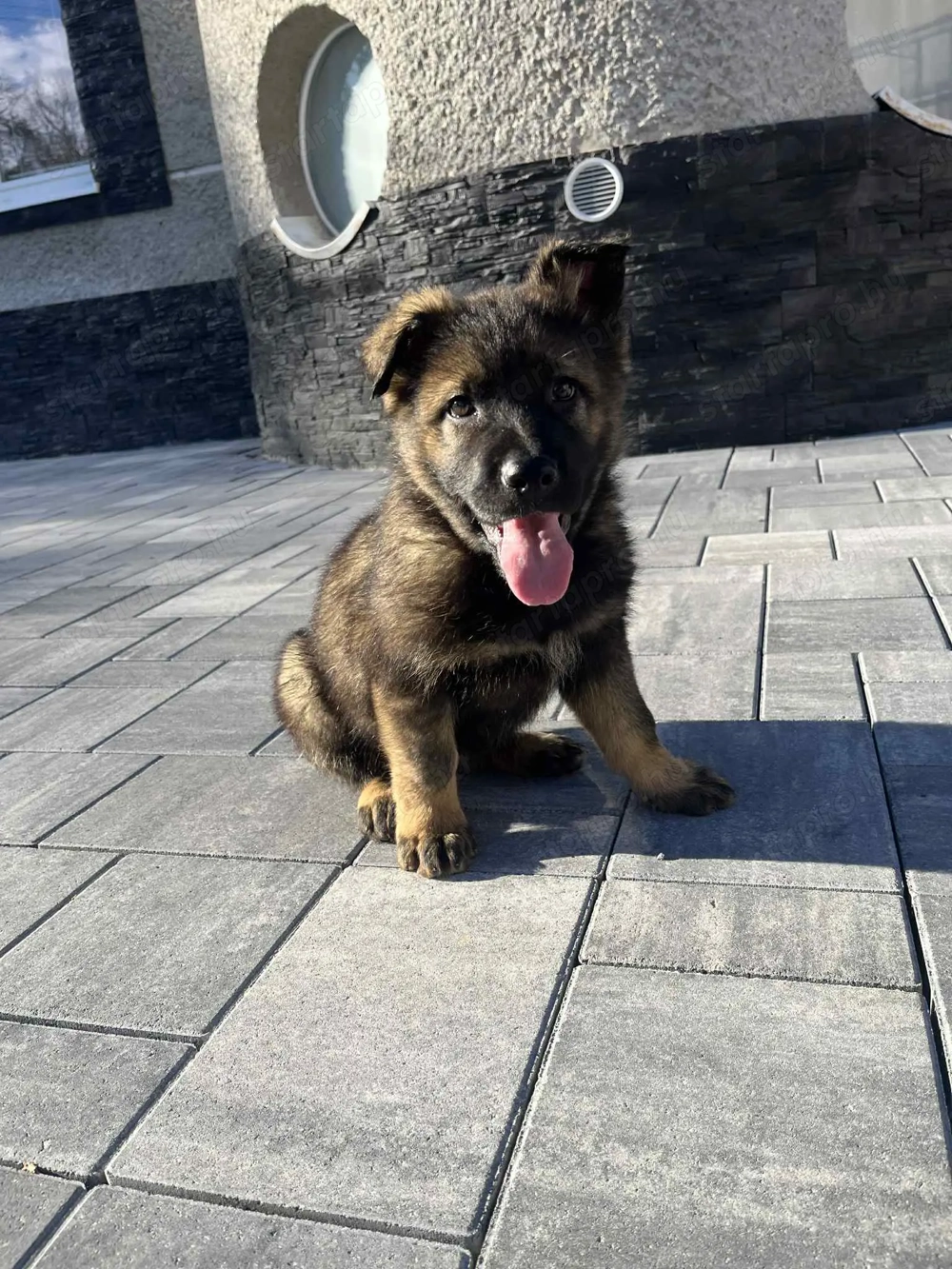 Törzskönyves németjuhász kölykök