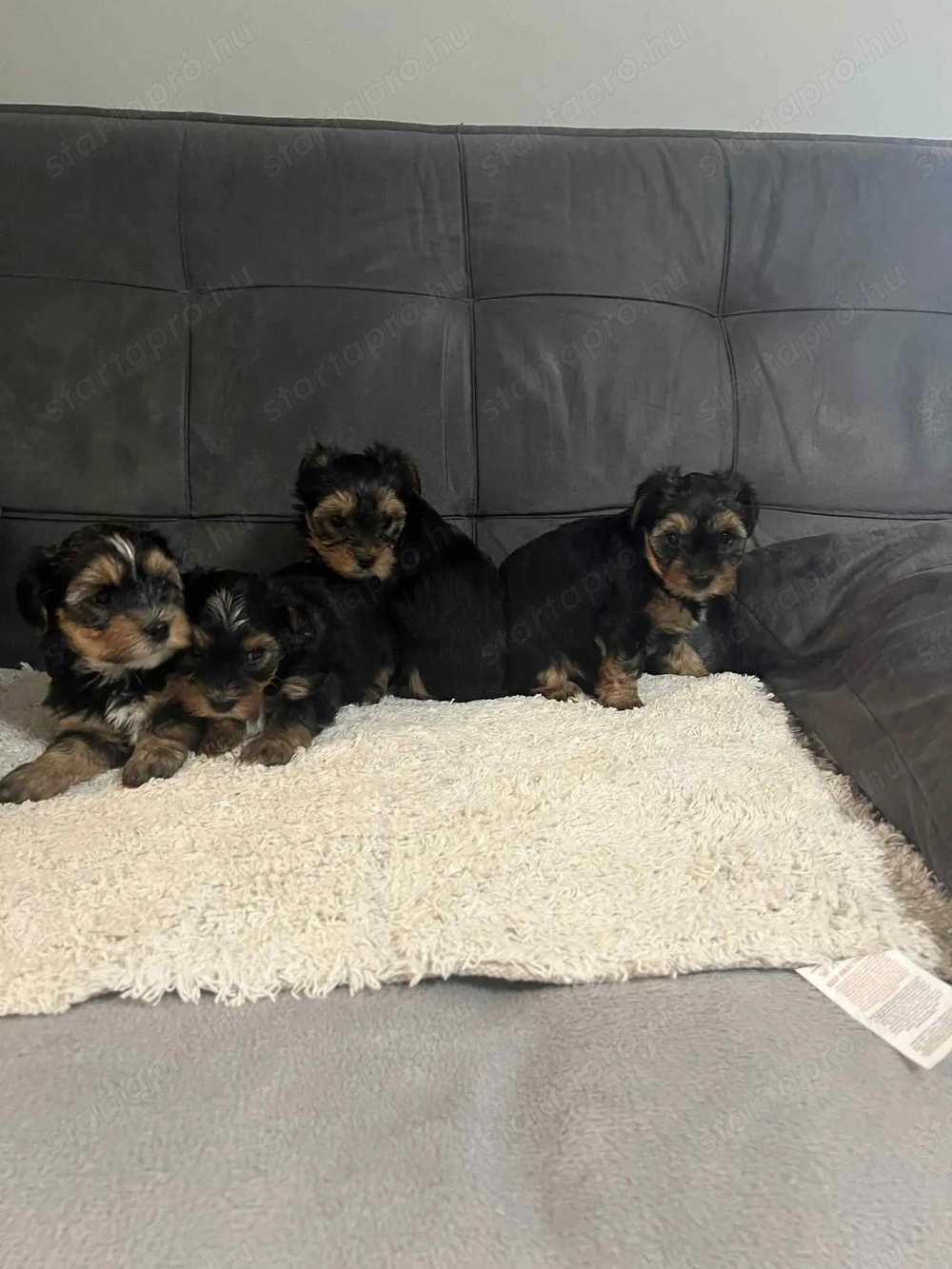 Yorkshire terrier kiskuty k