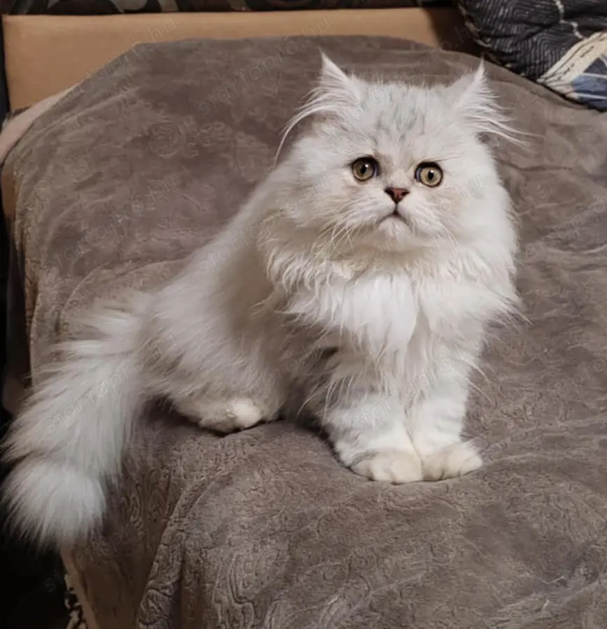 Eladó ezüst árnyalt csincsilla perzsa cica