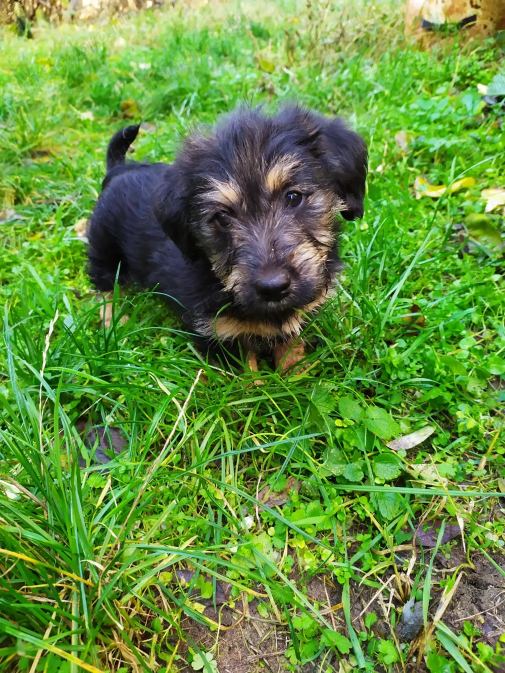 Havanese keverék kiskutyák