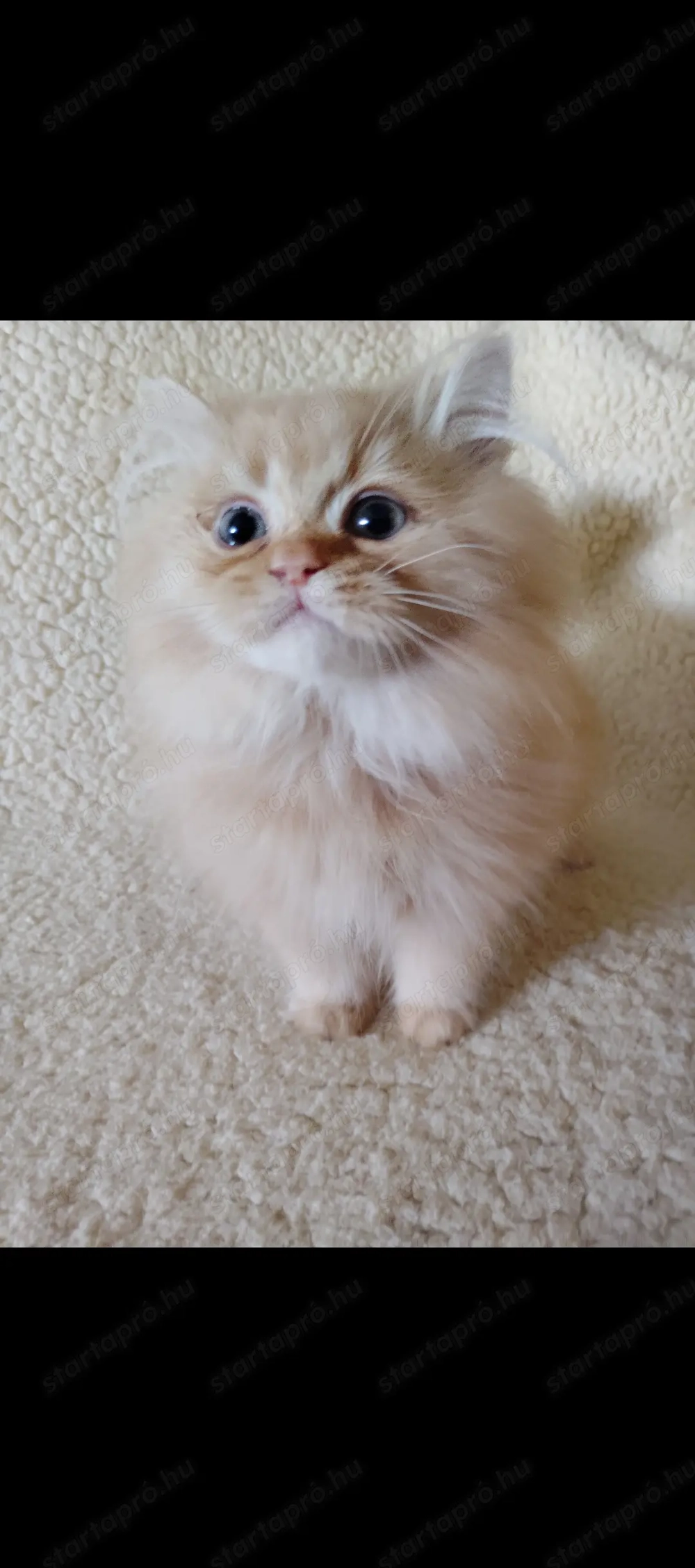 Perzsa kiscicák gazdikeresők 