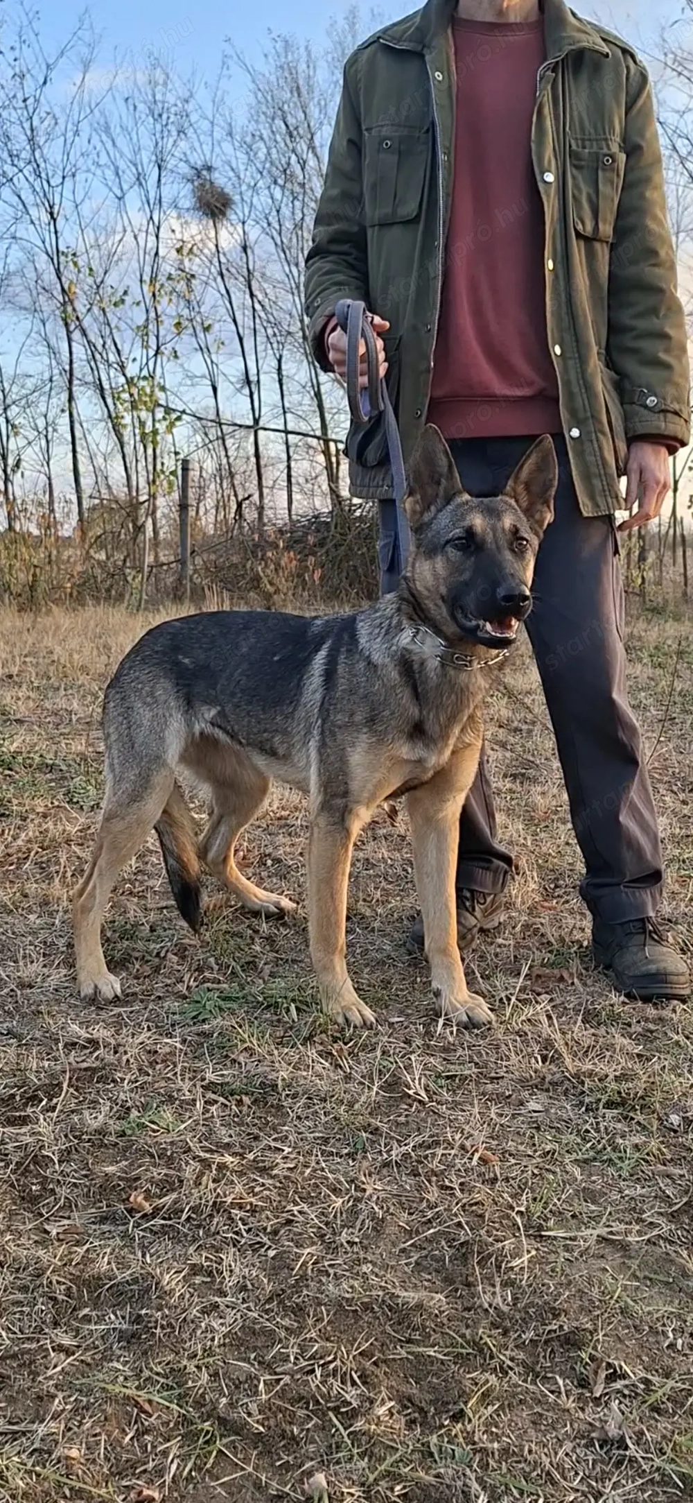 Német juhász belga mali mix munkavonalú szuka eladó