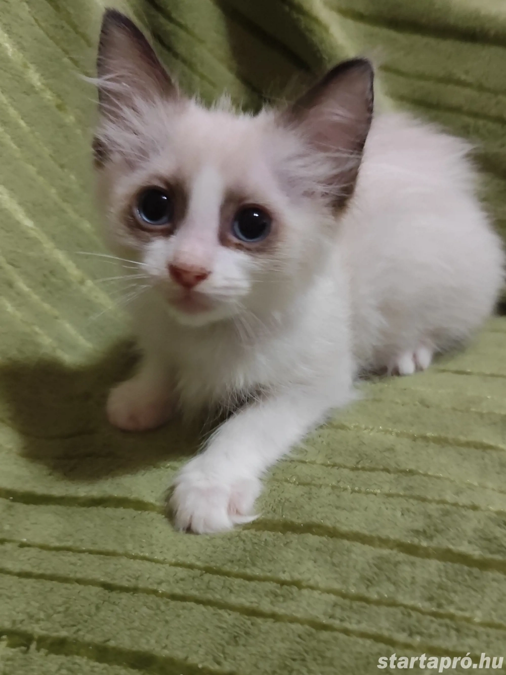 ragdoll kislány foglalható