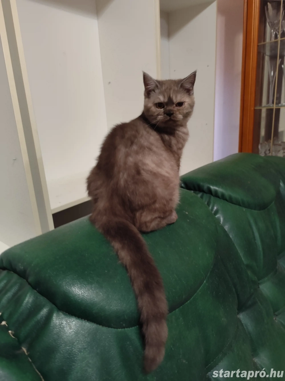 kék  füst brit kandúr