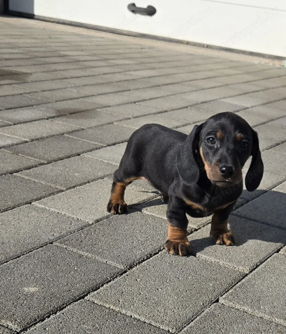 Fajtatiszta Törpe tacskó kisfiú