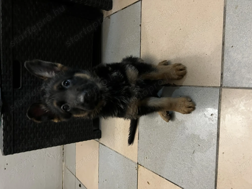 Kölyök Német Juhász kutya