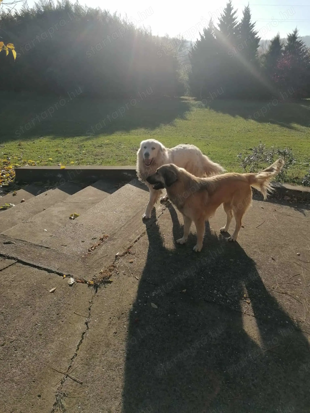 Törzskönyvezett pireneusi  hegyi kutya és sarplaninac szuka ár alatt  párban eladók