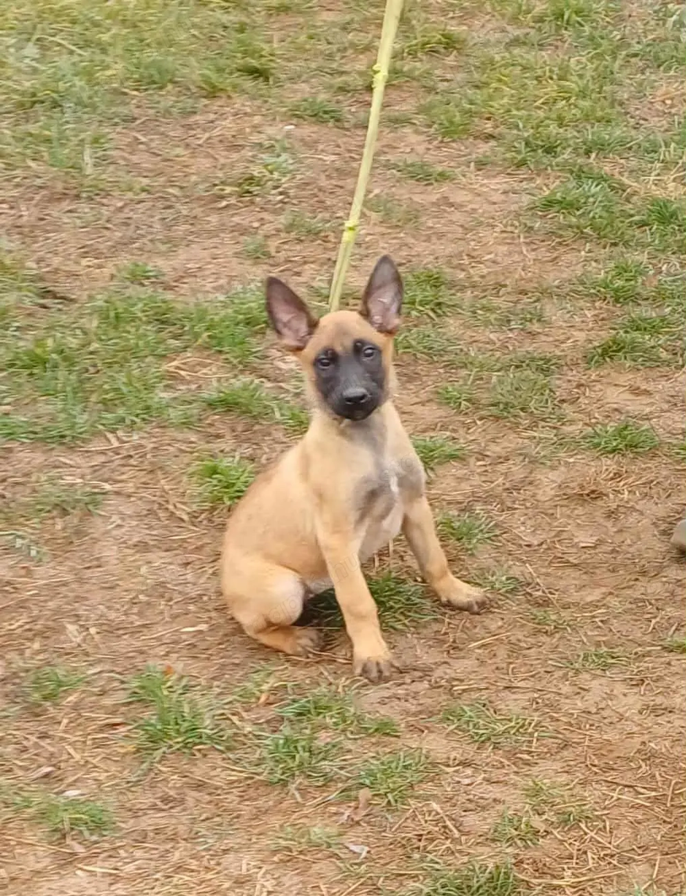 Malinois jellegű kisfiú szerető gazdit keres