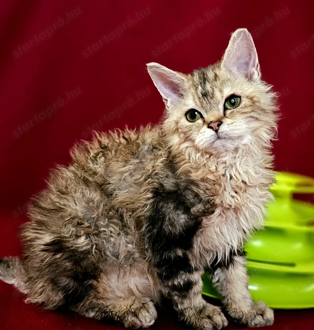 Tenyésztőtől eladó Selkirk Rex göndör hosszú kislány cica