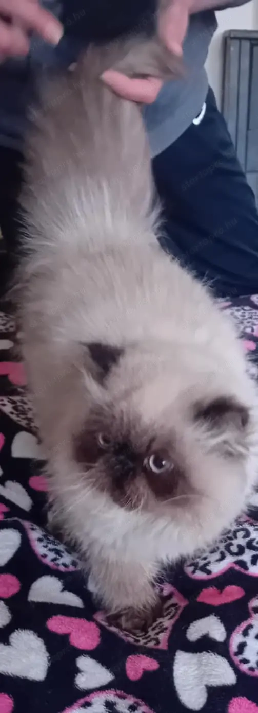 Eladó, 6-hós ivaros, Törzskönyvvel, oltásokkal, chippel rendelkező, Himalája perzsa hatalmas termetű