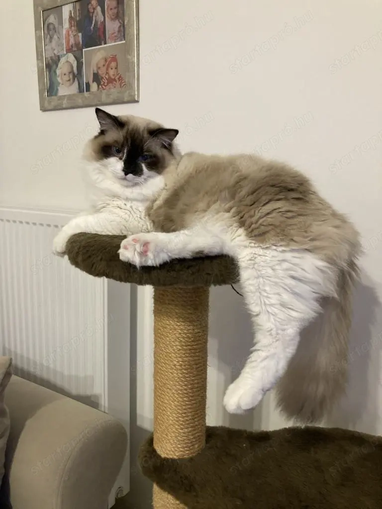 Ragdoll cicák előjegyezhetőek