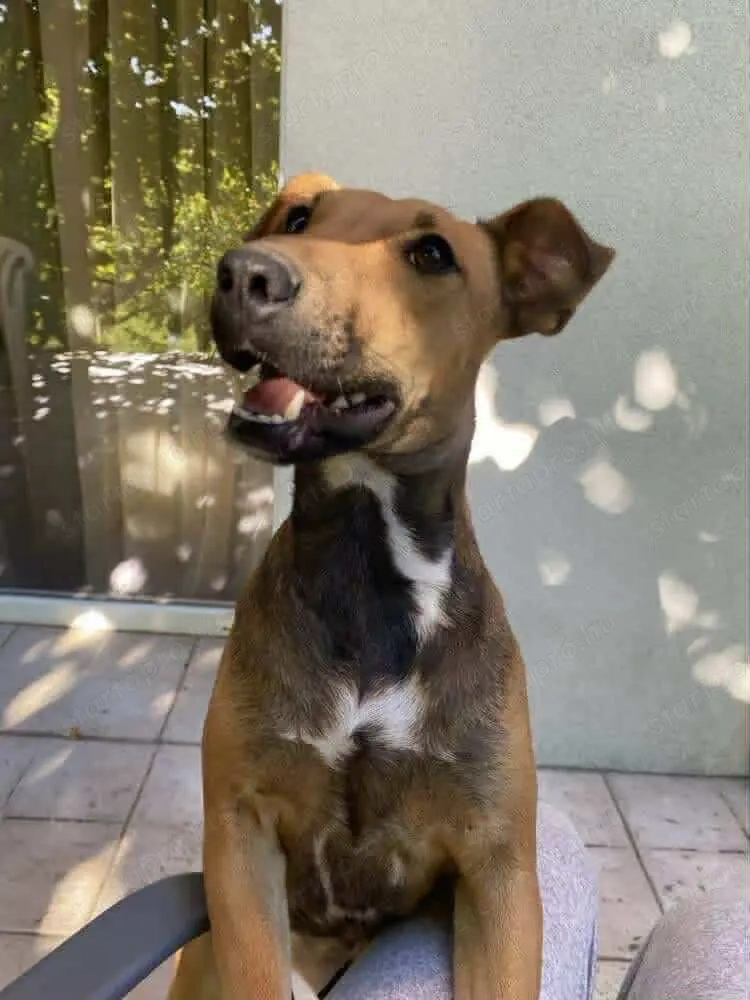 Bori: 1 éves foxi keverék ivartalanított, oltott, chipes szuka ingyen