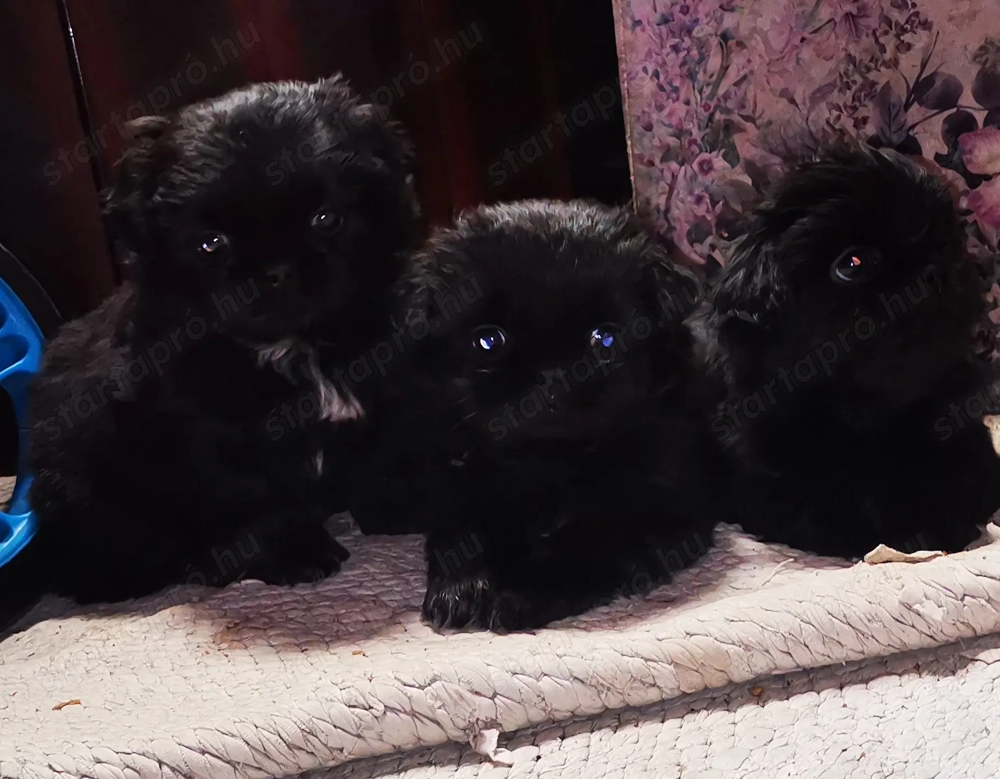 Palotapincsi kölykök 